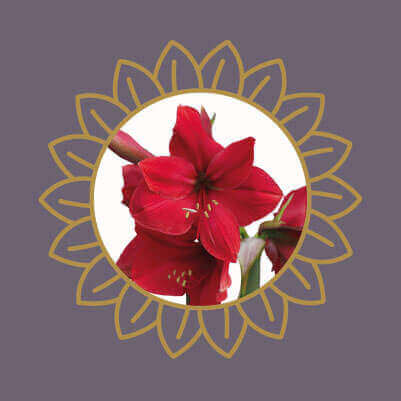 Red amaryllis flowers, a popular garden and house plant that is toxic to cats and dogs if ingested.