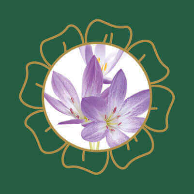 Pale purple autumn crocus flowers, a garden plant that is highly toxic to cats and dogs if ingested.