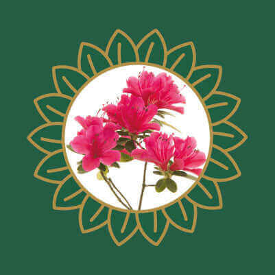 Pink azalea flowers, a garden plant that is toxic to cats and dogs if ingested.