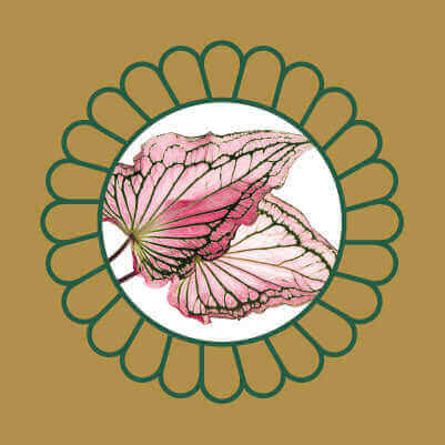 Pink and green caladium leaves, a popular ornamental plant that is toxic to cats and dogs if ingested.
