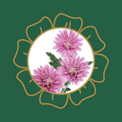 Pink chrysanthemum flowers, a popular garden plant that is toxic to cats and dogs if ingested.