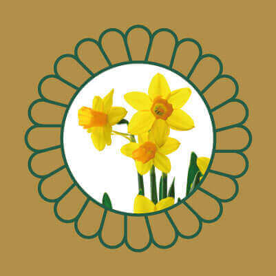 Yellow daffodil flowers, a common spring plant that is toxic to cats and dogs if ingested