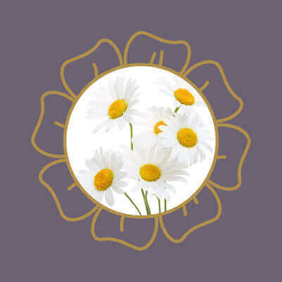White daisy flowers, a common garden plant that is toxic to cats and dogs if ingested.