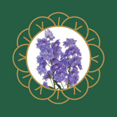 Purple delphinium (larkspur) flowers, a common garden plant that is toxic to cats and dogs if ingested.