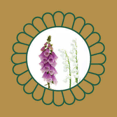 Purple foxglove and white lily of the valley flowers, common garden plants that are toxic to cats and dogs if ingested.