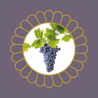 Bunch of purple grapes on a grapevine, a fruit that is toxic to dogs if ingested.