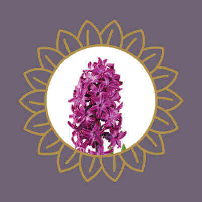 Purple hyacinth flowers, a spring flowering plant that is toxic to cats and dogs if ingested.