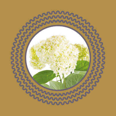 White hydrangea flowers, a common garden plant that is toxic to cats and dogs if ingested.