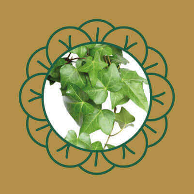 English ivy leaves, a common garden and house plant that is toxic to cats and dogs if ingested.