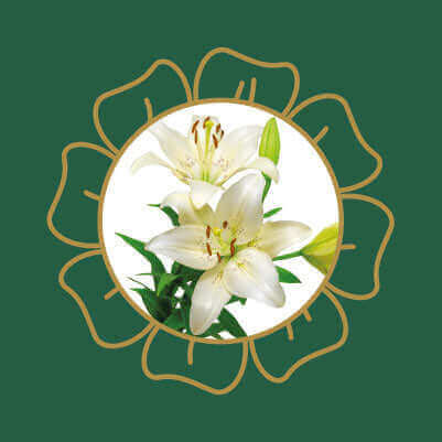 White lily flowers, a garden and house plant that is highly toxic to cats and dogs if ingested.