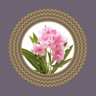 Pink oleander flowers, an ornamental garden plant that is highly toxic to cats and dogs if ingested.
