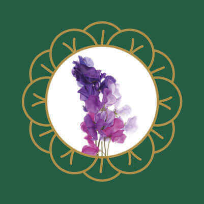 Purple delphinium (larkspur) flowers, a common garden plant that is toxic to cats and dogs if ingested.