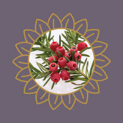 Yew berries and needles, an ornamental tree that is highly toxic to cats and dogs if ingested.