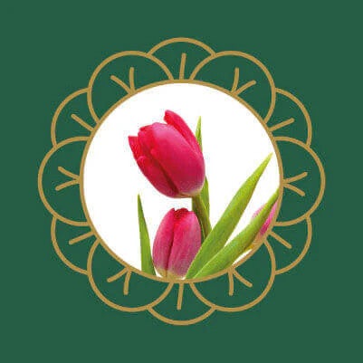 Pink tulips, a popular garden flower that is toxic to cats and dogs if ingested.