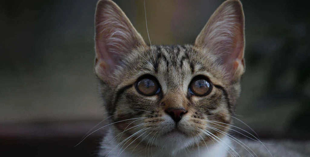 Young tabby kitten looking towards the camera, illustrating a new kitten beginning life in its new home.