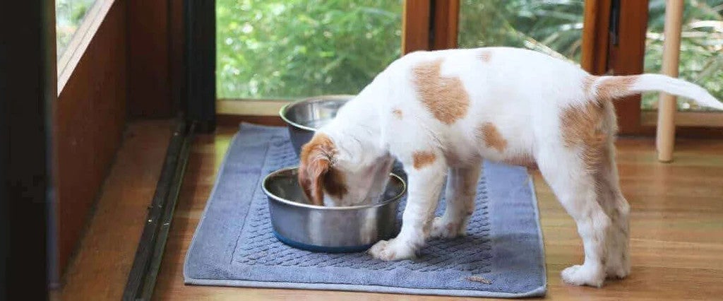 Puppy eating from a food bowl, illustrating grain-free feeding as part of a balanced diet for growing dogs.