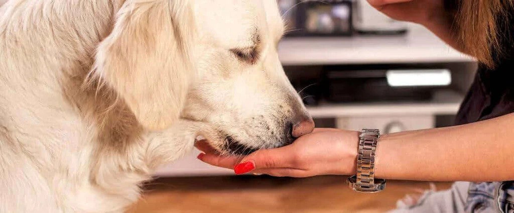 Dog gently taking food from its owner's hand, illustrating the benefits of choosing a diet that suits your dog's nutritional needs.