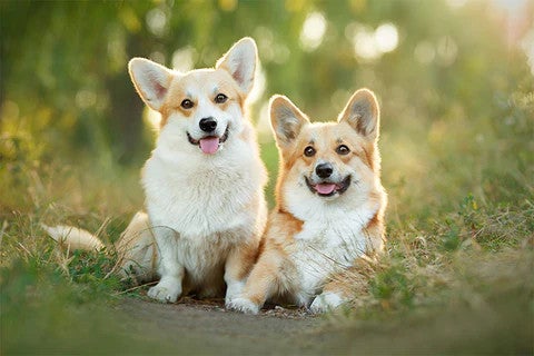 Two Pembroke Welsh Corgis sitting together outdoors, illustrating an affectionate, intelligent dog breed well suited to family life.