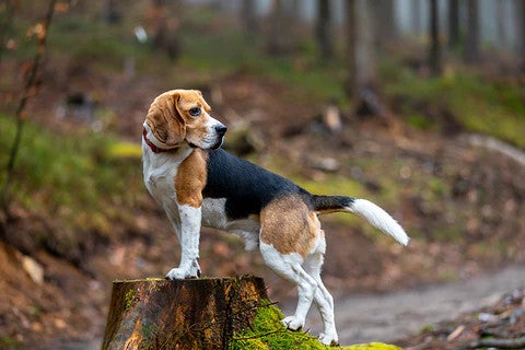 Beagle standing on a tree stump, illustrating a friendly, gentle dog breed well suited to family life.