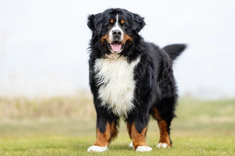 Bernese Mountain Dog standing on grass, illustrating a gentle, affectionate dog breed well suited to family life.