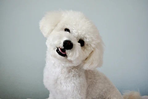 Bichon Frise tilting its head, illustrating a friendly, affectionate small dog breed well suited to family life.