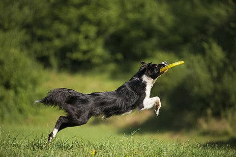 Border Collie catching a frisbee, illustrating an intelligent, energetic dog breed well suited to active families.