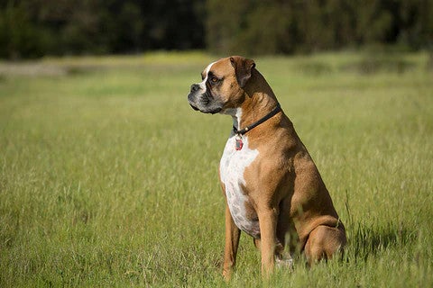 Boxer sitting in a grassy field, illustrating an affectionate, energetic dog breed well suited to active family life.