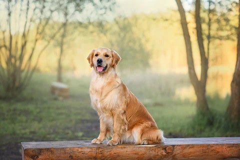 Golden Retriever sitting outdoors, illustrating an affectionate, friendly dog breed well suited to family life.