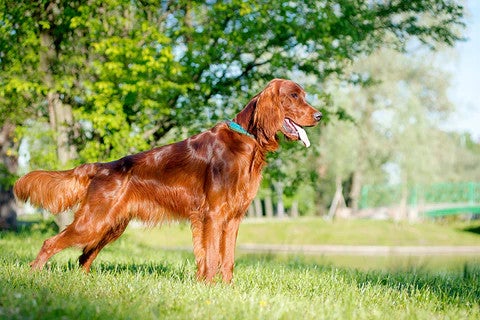 Irish Setter standing outdoors, illustrating an energetic, affectionate dog breed well suited to active family life.