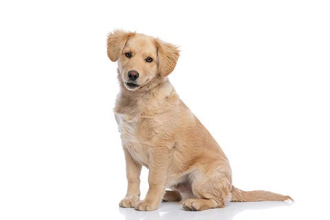 Golden Retriever sitting and looking towards the camera, illustrating an affectionate, friendly dog breed well suited to family life.