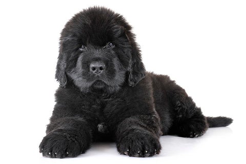 Newfoundland puppy lying down, illustrating a calm, gentle dog breed well suited to family life.