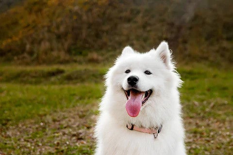 Samoyed sitting outdoors, illustrating a friendly, affectionate dog breed well suited to active family life.