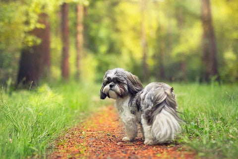 Shih Tzu standing on a woodland path, illustrating a small, friendly dog breed well suited to family life.