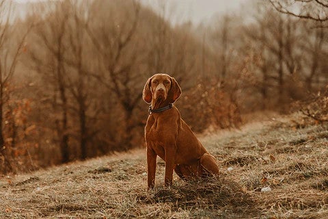Vizsla sitting outdoors, illustrating a gentle, energetic dog breed well suited to active family life.