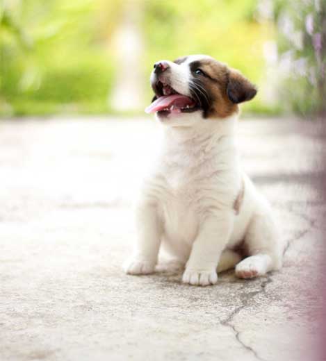 Young Jack Russell Terrier puppy sitting outdoors, illustrating the early stages of puppy training and learning basic commands.
