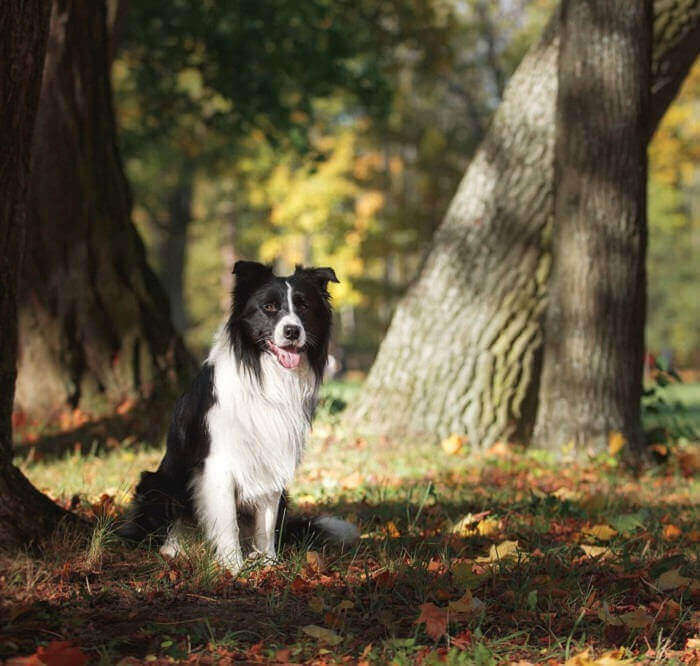 Border Collie sitting in woodland, illustrating a modern dog breed shaped by the long history of companionship and working alongside humans.