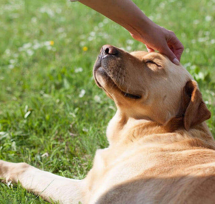 A dog being petting on the head, lay outside in a grassy field.
