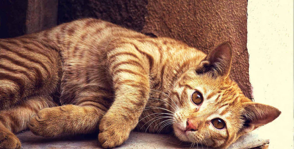 Relaxed ginger tabby cat lying down, illustrating a comfortable, well-settled cat as you establish litter training routines.
