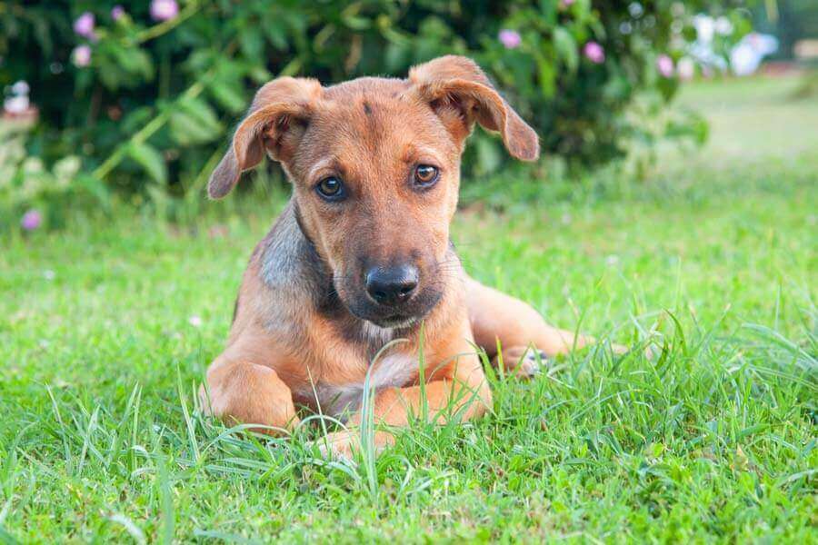 Young puppy lying on grass, illustrating the importance of monitoring your puppy's health and recognising signs of illness early.