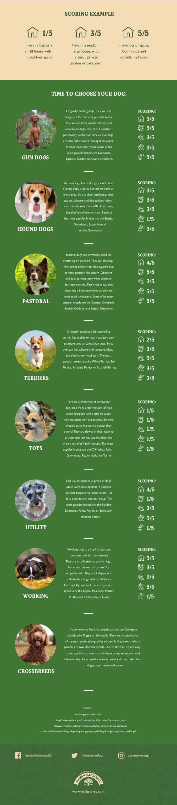 Infographic comparing eight dog groups—gun dogs, hound dogs, pastoral, terriers, toys, utility, working and crossbreeds—to help you choose a dog based on your home size, available time, activity level, tolerance for shedding and training goals, with suitability scores for each group.
