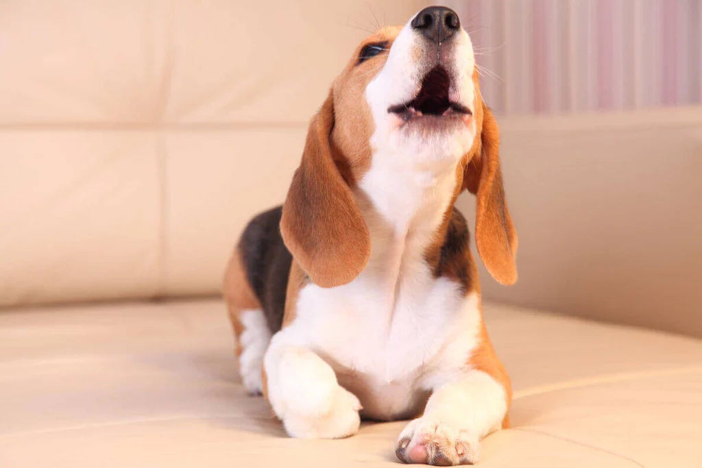 Beagle howling, illustrating one of the ways dogs communicate through vocalisation.