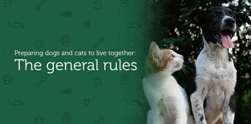 Dog and kitten sitting together, introducing the general guidance for helping dogs and cats live together peacefully.