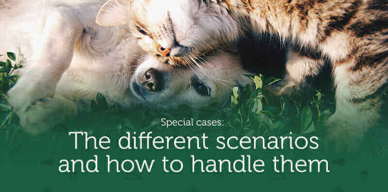 Dog and cat resting together, introducing guidance on handling different situations when introducing kittens and puppies.