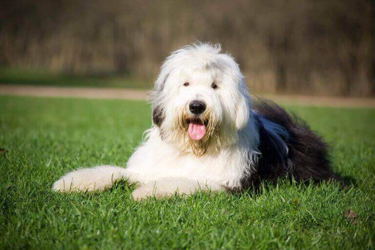 Long-haired Old English Sheepdog with a thick, fluffy coat, illustrating the type of coat that requires regular grooming to keep it clean and healthy.