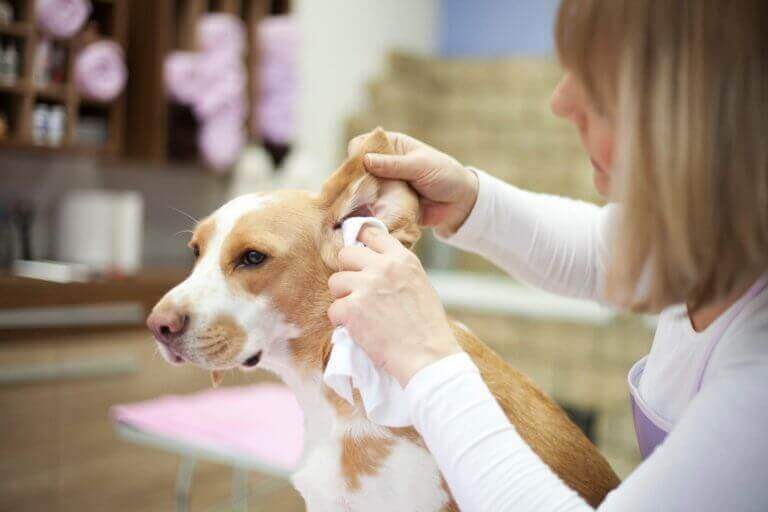 Owner gently cleaning a dog's ear, illustrating regular ear care as part of a healthy grooming routine.