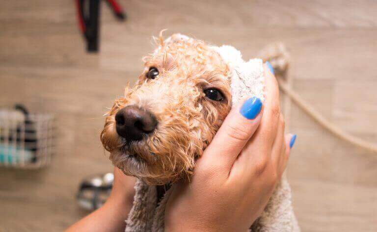 Owner washing a dog's head during bath time, illustrating how regular bathing helps keep a dog's coat clean and healthy.