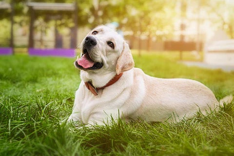 Labrador Retriever lying on grass, illustrating a friendly, easy-to-train dog breed that is relatively easy to care for.