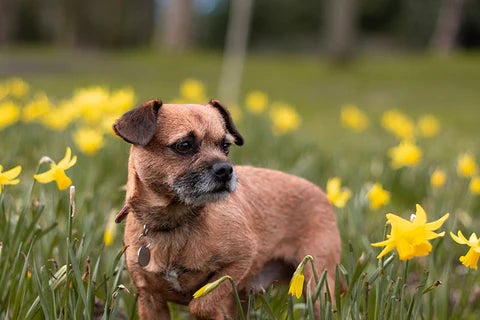 Border Terrier sitting in a field of daffodils, illustrating a friendly, low-maintenance dog breed suited to first-time owners.