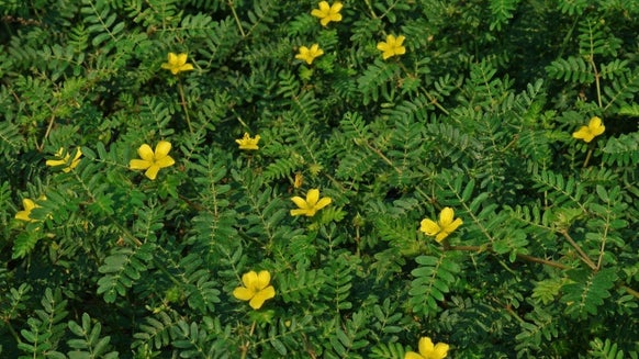 Ce este Tribulus Terrestris | Cum funcționează? - Myprotein Blog