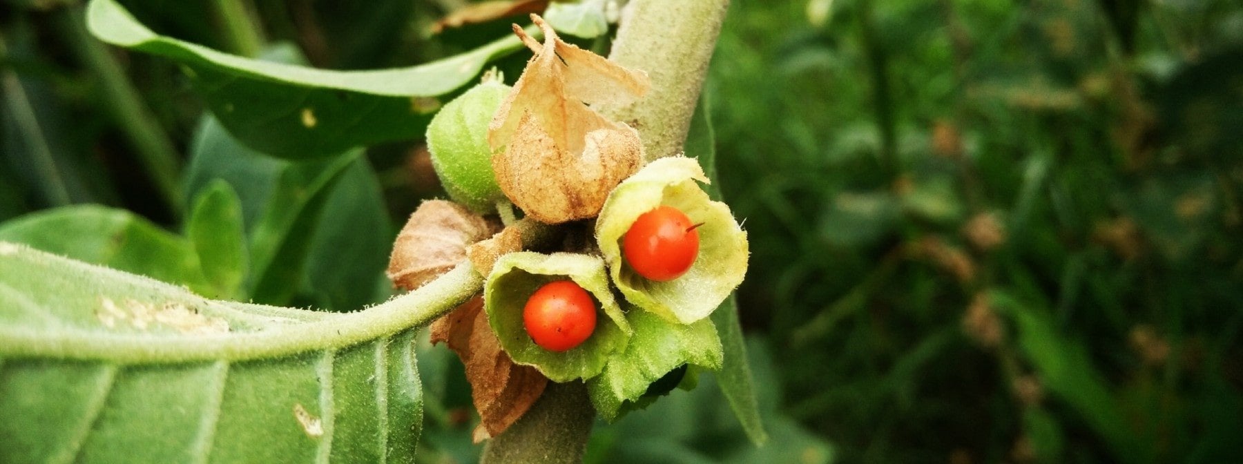 8 Beneficii ale Ashwagandha | Care sunt efectele sale secundare?